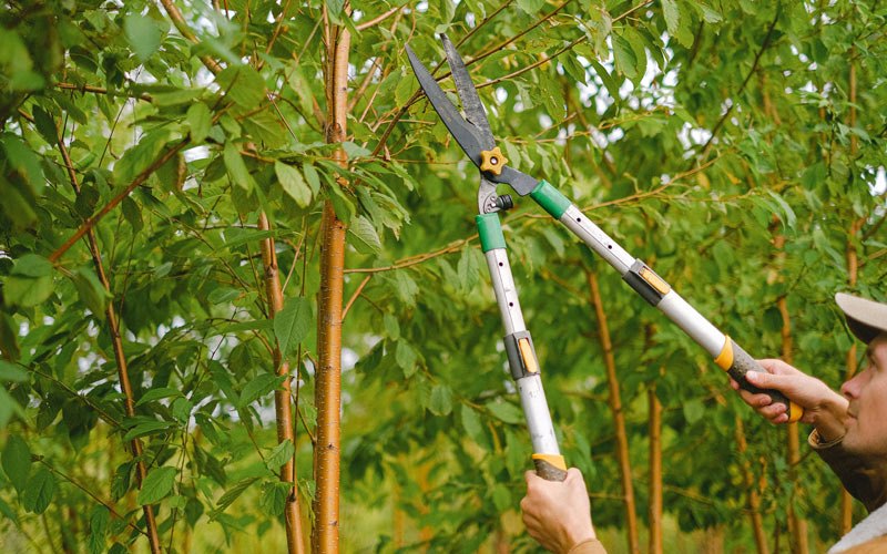 Tree trimming in Nehawka, NE